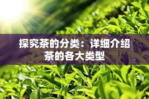 探究茶的分类：详细介绍茶的各大类型