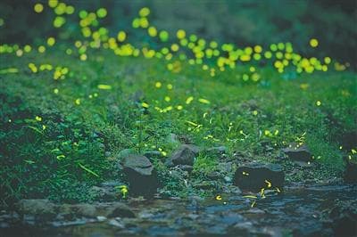 四川青神保护萤火虫栖息地：守护点点萤光 营造童年梦乡