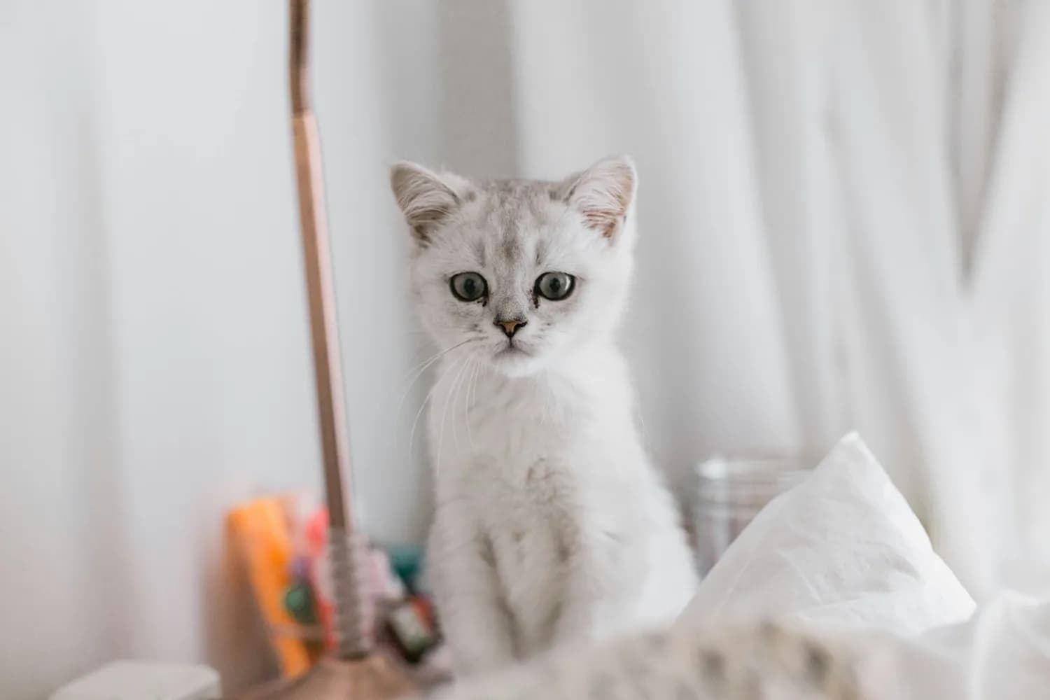 光想宠物教你养银渐层猫