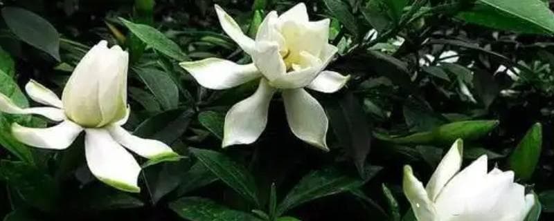栀子花从花苞到开花需要多久？这些养护技巧助你轻松促花