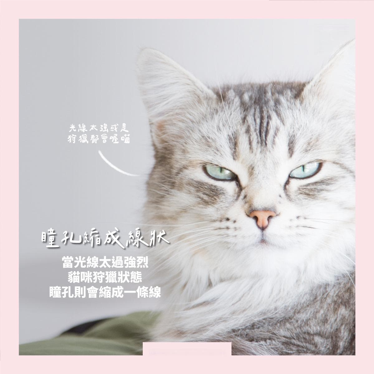 猫咪眼神的秘密：从瞳孔到眨眼，解读猫咪内心世界