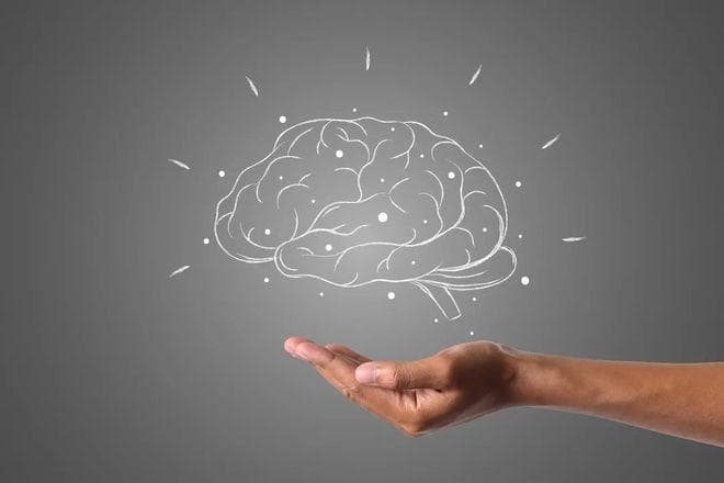 人类大脑皮质进化之谜：中国科学家团队的重大发现
