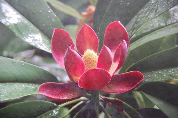 揭秘植物界的璀璨明珠：花冠的奥秘