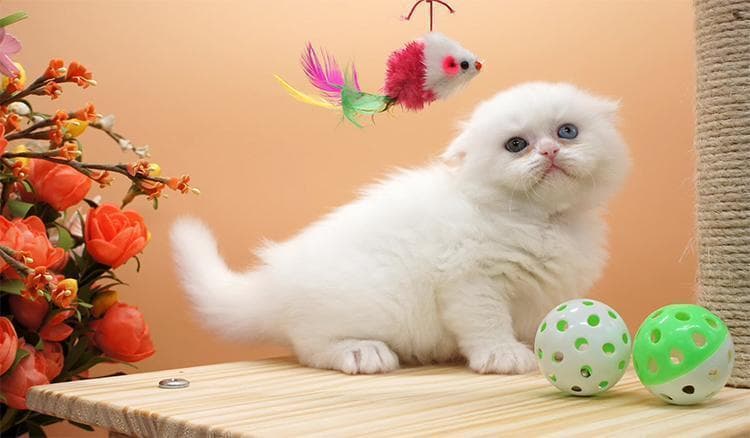 高地折耳猫的科学喂养指南：从营养需求到饮食计划