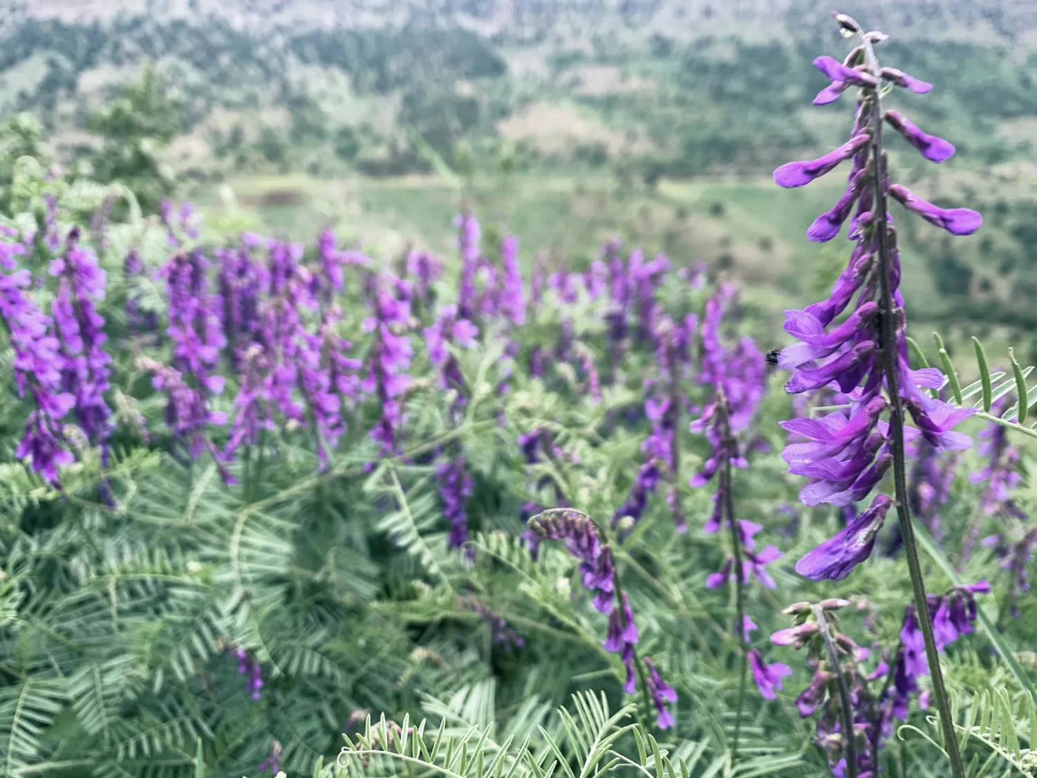 紫芨油：痔疮治疗新选择