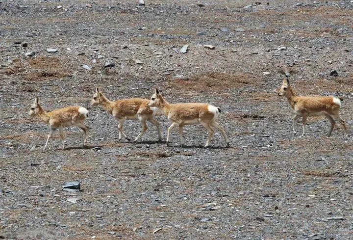 万物和谐共生：在世界第三极守护生物多样性