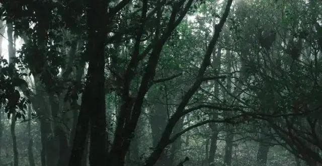 迷路、坠崖、遭遇野生动物攻击……哀牢山景区发布紧急提醒：不要去！不要去！