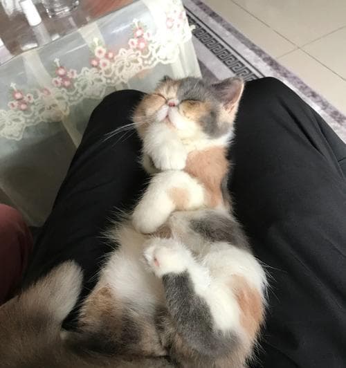 猫咪撒娇的表现（揭秘宠物猫咪撒娇的行为特征）