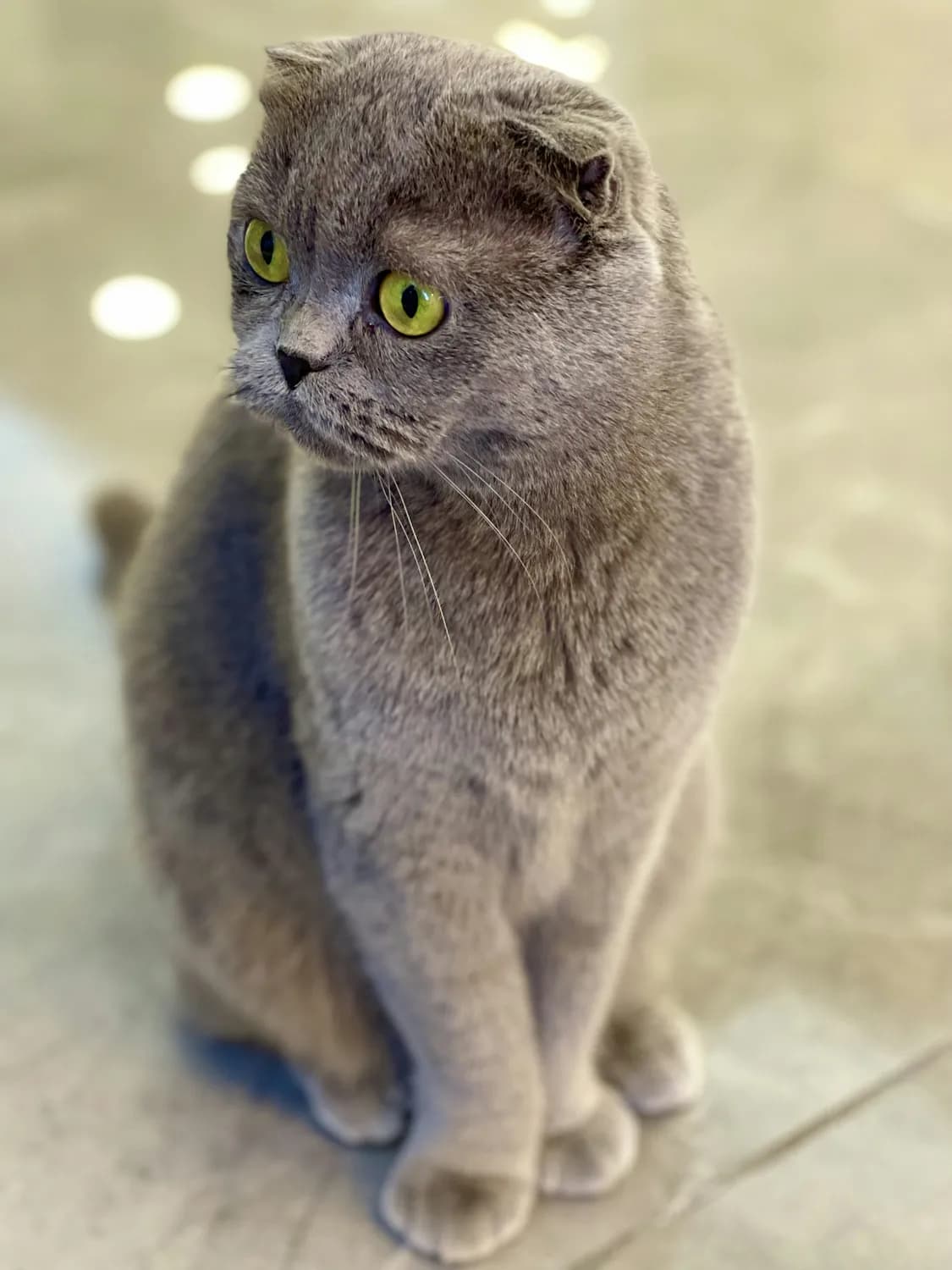 英国短毛猫 vs 布偶猫：谁更适合你？