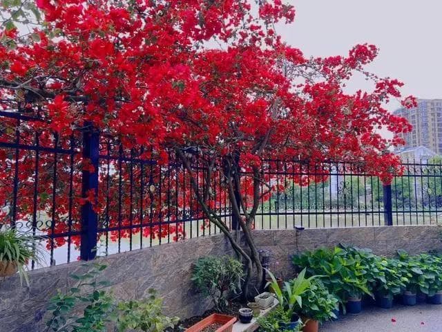 有院子必种的8种花：一次种植，年年花开