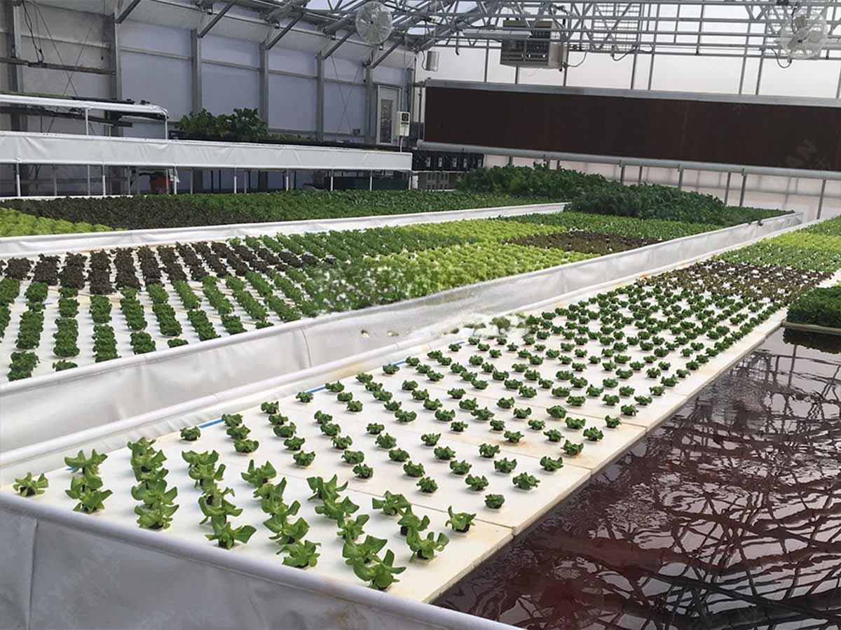 DFT 水培系统使用指南