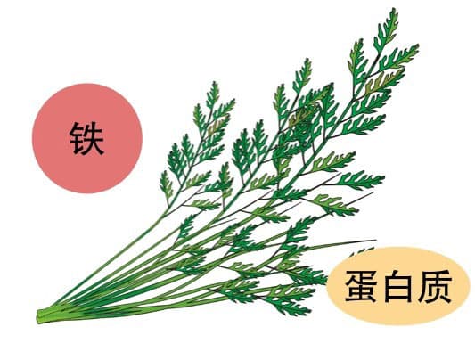 芹菜叶比茎更有营养