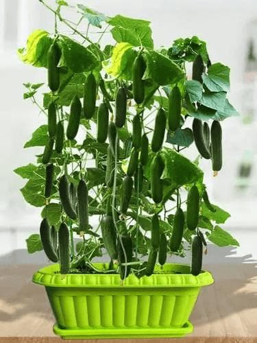 黄瓜和什么一起种比较好？（附黄瓜种植管理技巧）