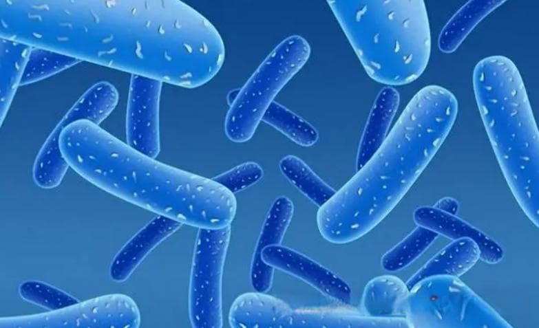 益生菌在水产养殖病害防控中的应用