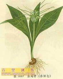 水田七：一种常见中药材的全面解析