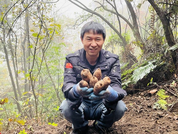 贵州仁怀：天麻种植让村民吃上“产业饭”