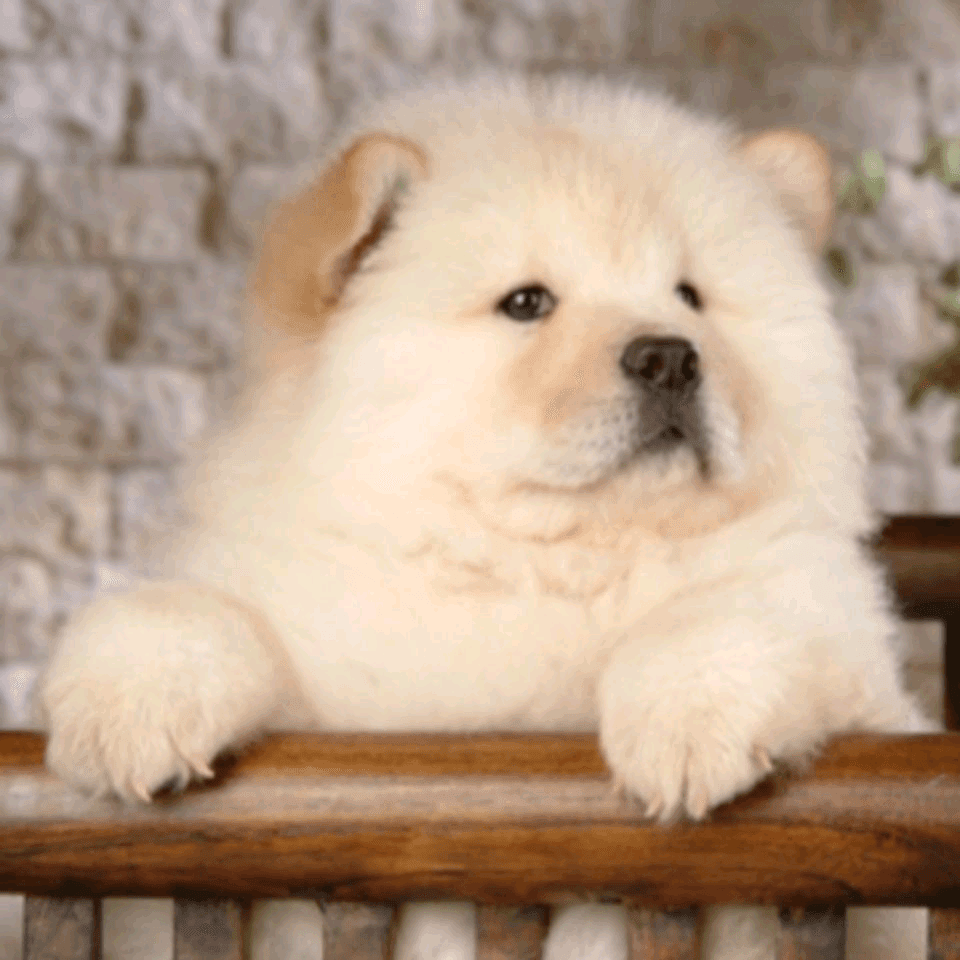 10种常见的长毛大型犬品种介绍