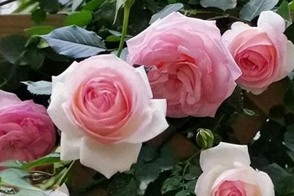 冬季月季花怎么养比较好？