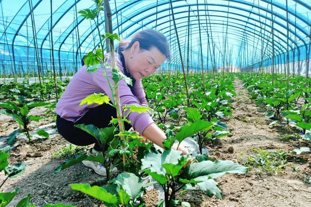石河子：特色种植助推乡村振兴