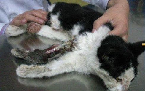 猫突然大喘气像哮喘一样怎么办？
