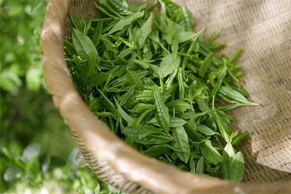 咖啡过期了怎么办？5个创意再利用方法与保存技巧