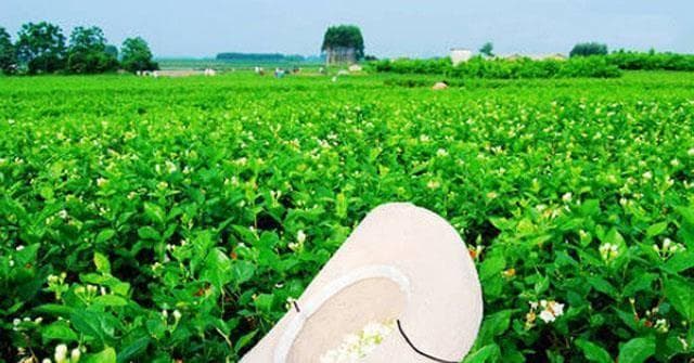 我国古代的茉莉花文化：从民间传说走向世界