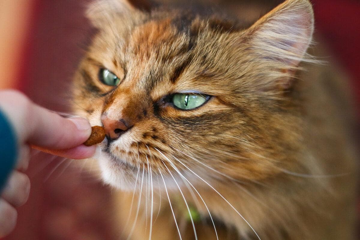 如何让挑食猫爱上吃饭