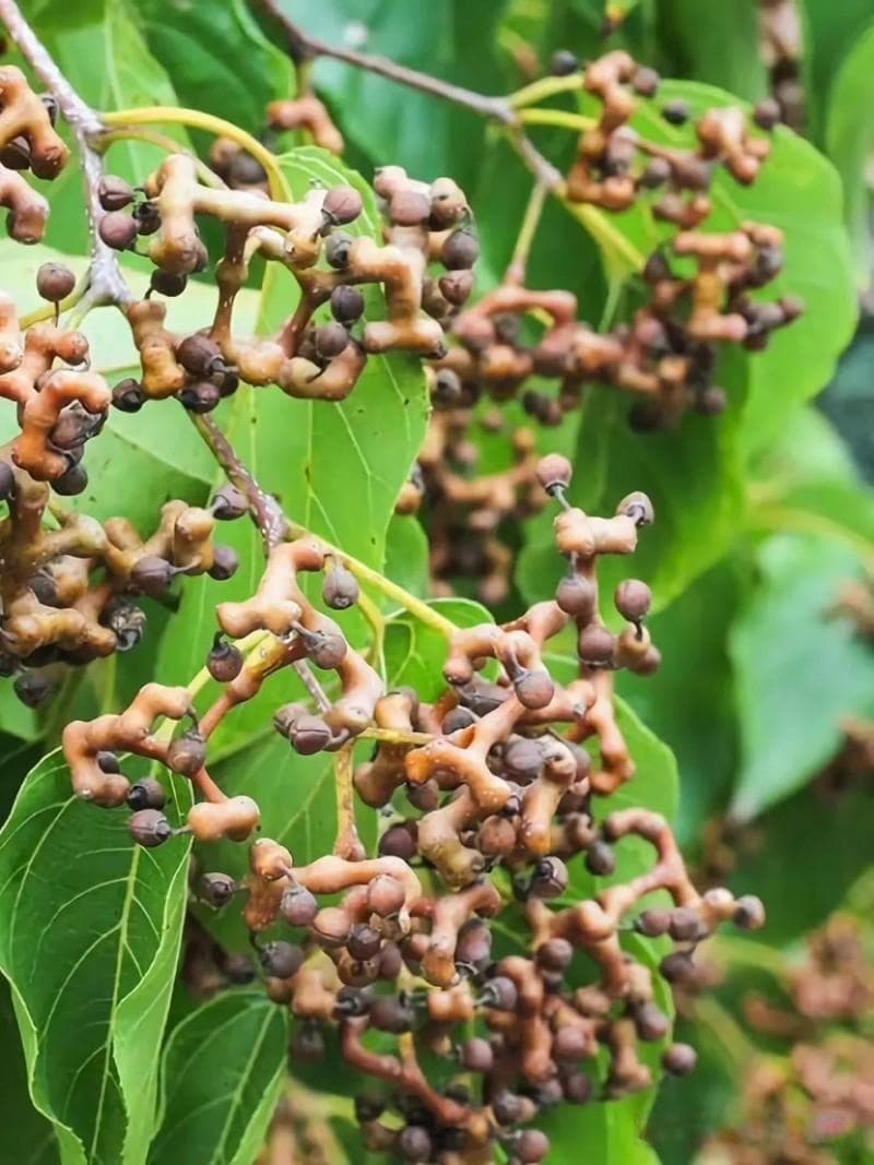 形似鸡爪的拐枣：一种集食用、药用与观赏价值于一身的神奇果树
