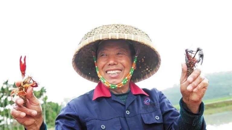 海南反季小龙虾，风风火火“闯”市场