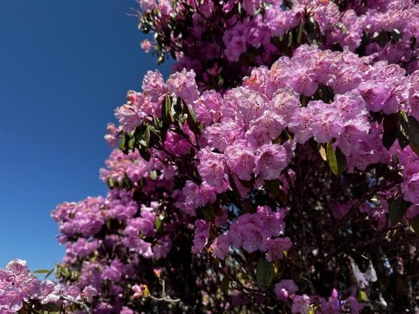 【美好生活在云南】云南的花花世界：高山杜鹃 从文化传承到“亿元”产业