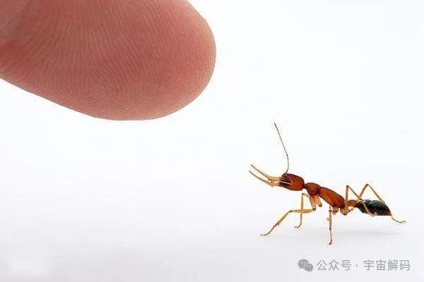 工蚁变蚁后寿命至少增加5倍，人类可以借鉴增长寿命吗？