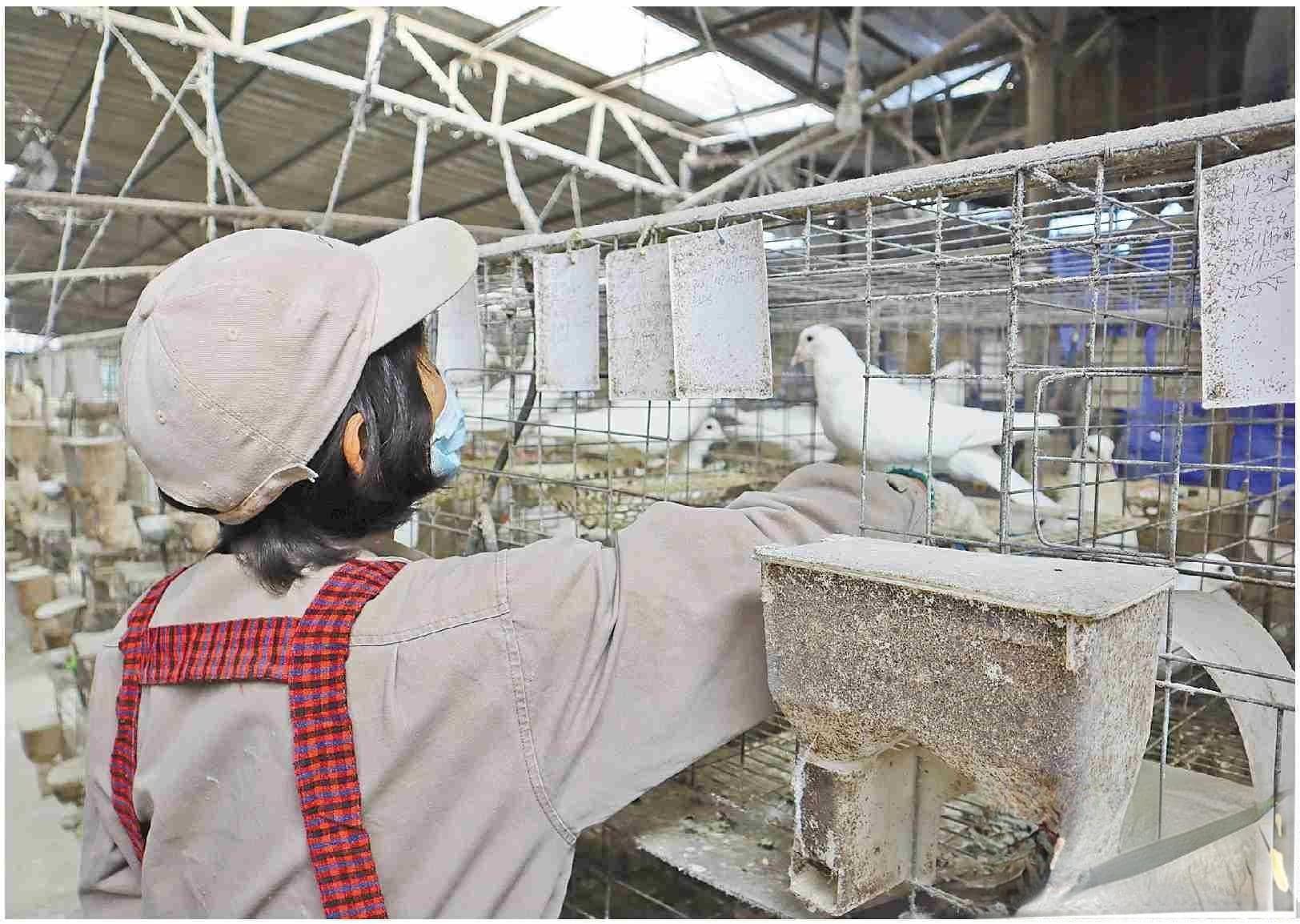 小肉鸽孵出千万大产业