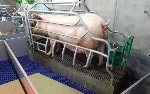 母猪上产床后厌食怎么办？常见原因及处理方案