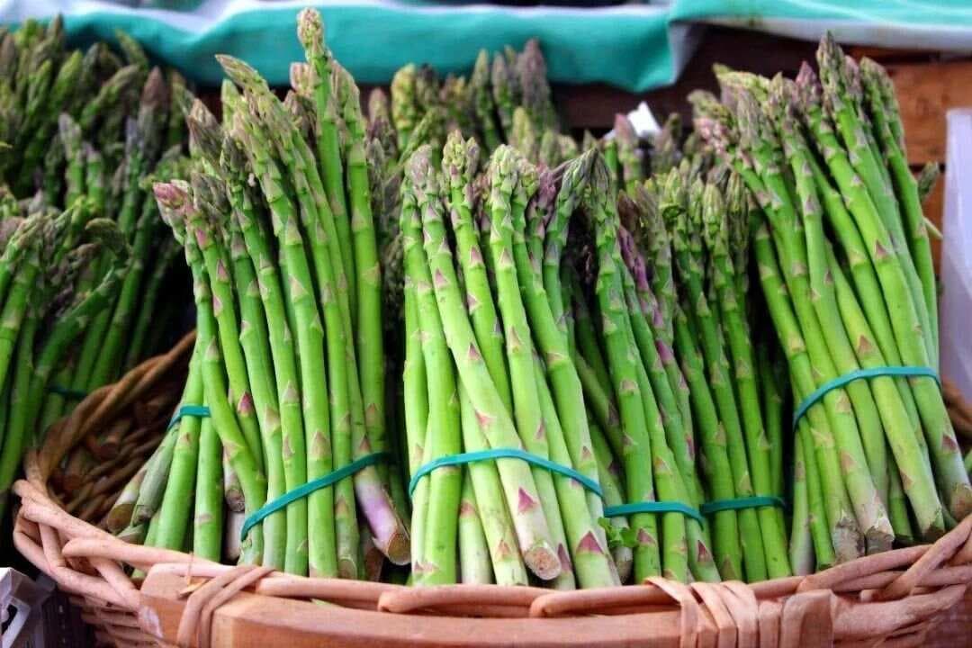 益生元在养虾业中的应用及其与益生菌的区别