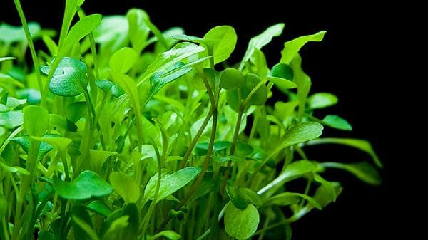 蔬菜汤熬多久最有营养价值