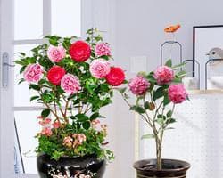 茶花适合在室内还是室外养？如何正确选择养护环境？