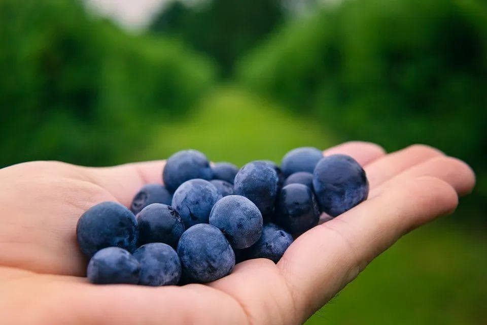 蓝莓果皮里没有蓝色色素，但它为什么是蓝的？ | Science Advances