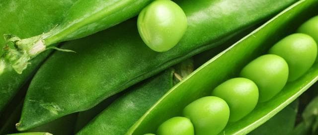 豌豆的植物分类：从科属到变种的全面解析