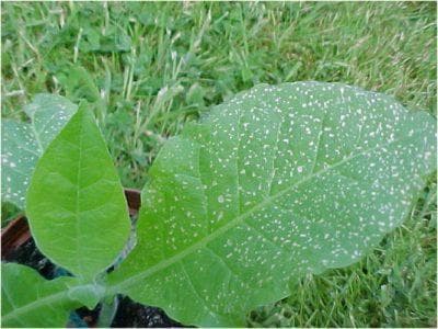 植物和地衣——空气质量的哨兵
