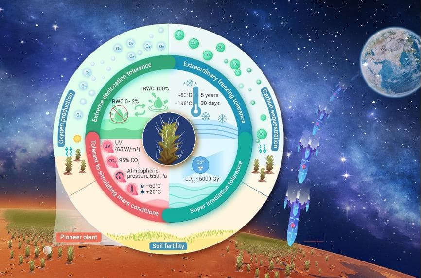 从沙漠到火星：齿肋赤藓的极限生存之路