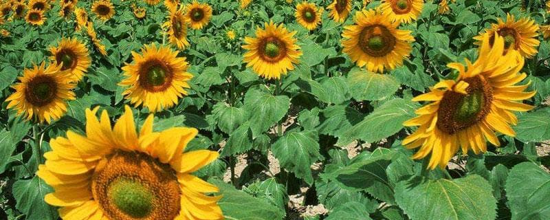 油葵种植技术全攻略：从播种到收获的实用指南