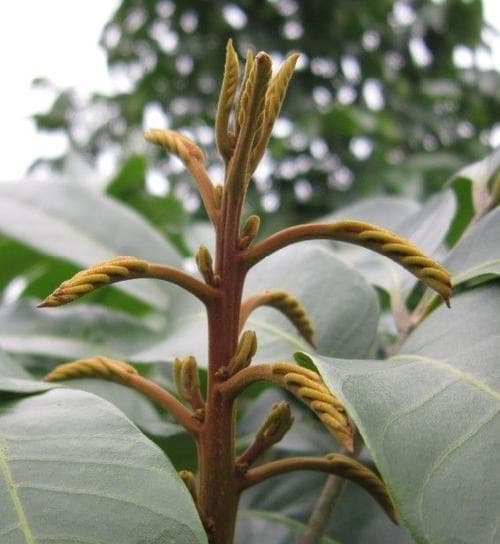 龙眼开花结果时间及繁殖技巧（了解龙眼的生长周期，掌握繁殖技巧，丰富果园品种）