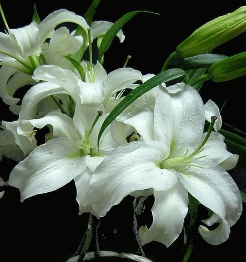 百合花的花语与象征意义：从纯洁到希望的多重寓意