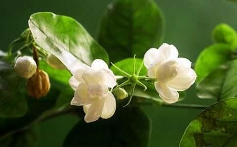 《茉莉花》的精神理念