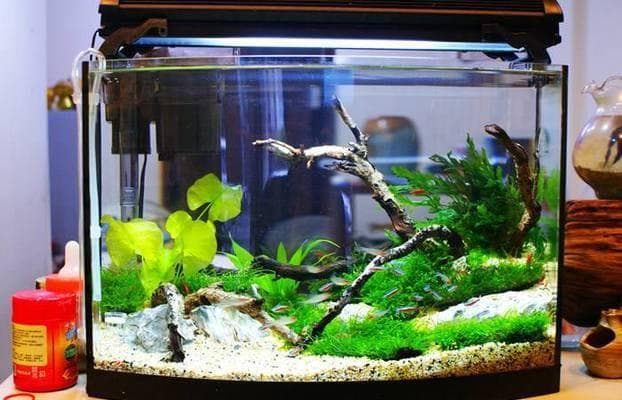 水族灯光设计：艺术与科学的完美融合