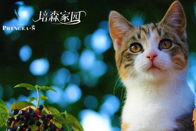 猫咪冲门的坏习惯，只需要这几步更改~