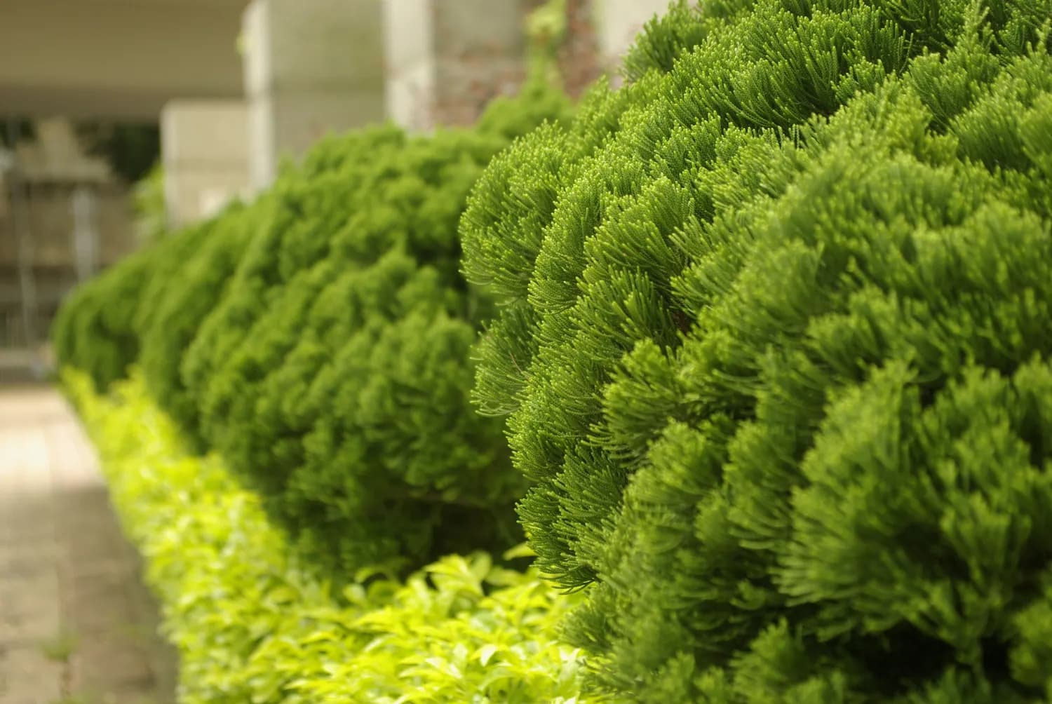 园林植物整形修枝：科学方法与艺术美感的完美融合