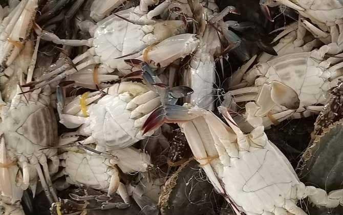 梭子蟹的特点及生活习性