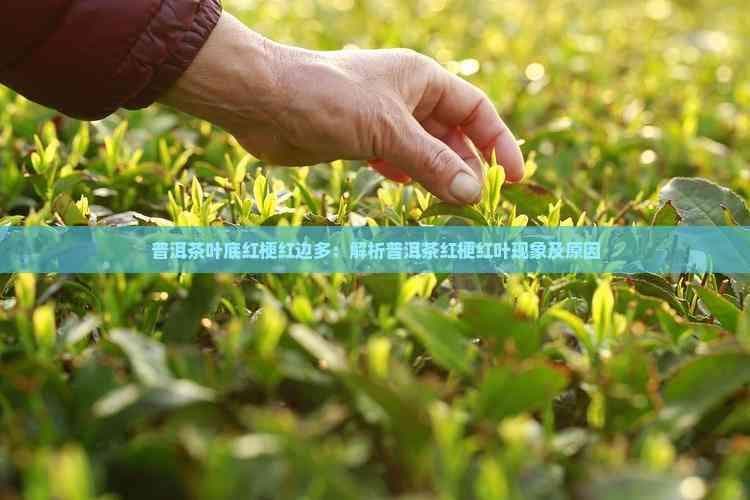 普洱茶养生：揭秘红梗红叶现象的成因
