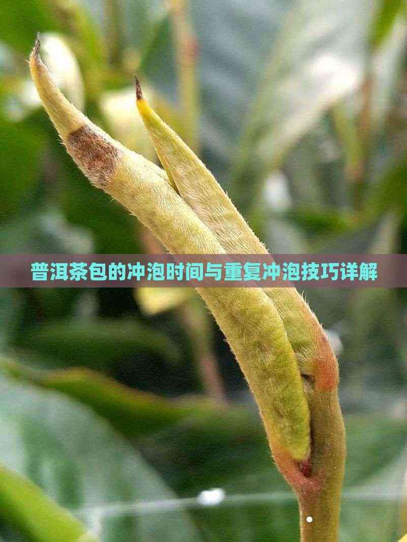 普洱茶包的冲泡时间与重复冲泡技巧详解